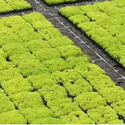 Modular Rooftop Green Roof System Self-Watering Vertical Garden Planters Home